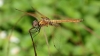 _MG_5055 Trithemis aurora imm male